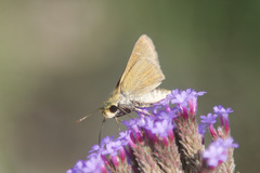 Parnara guttata batta