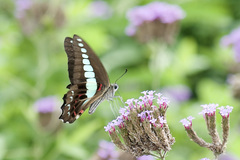 Graphium sarpedon