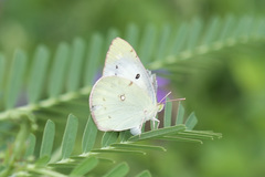 Colias poliographus