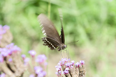 Papilio polytes