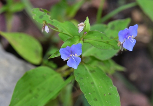 Tinantia pringlei (S.Watson) Rohweder