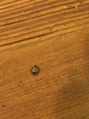 Harmonia axyridis