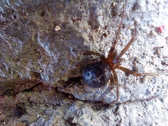 Steatoda