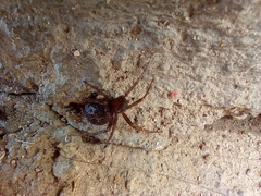Steatoda