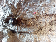 Steatoda