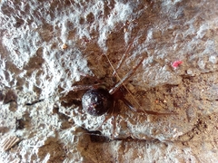 Steatoda