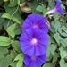 Oceanblue Morning Glory - Photo (c) lewilson3d, some rights reserved (CC BY-NC)