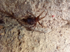 Steatoda