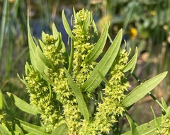 Rumex fueginus