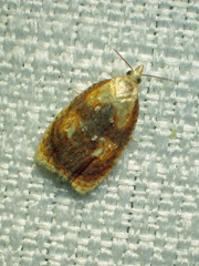 Acleris curvalana
