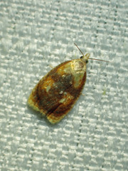 Acleris curvalana