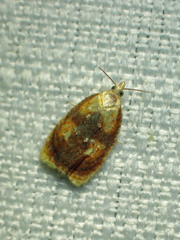 Acleris curvalana