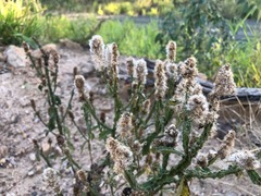 Pterocaulon redolens