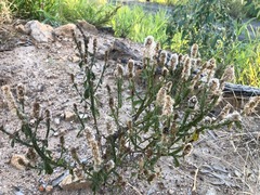 Pterocaulon redolens