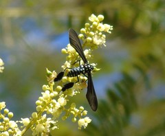 Horama plumipes