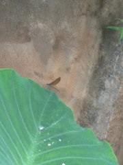 Vestalis nigrescens