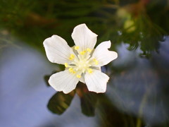 Ranunculus longirostris