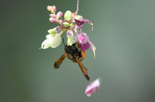 Anthidiellum toltecum