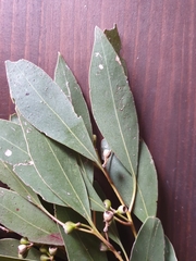 Eucalyptus populnea