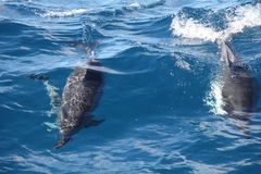 Stenella longirostris longirostris