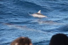 Stenella longirostris longirostris