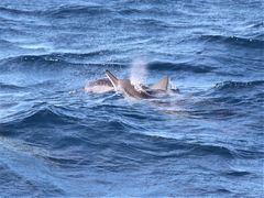 Stenella longirostris longirostris