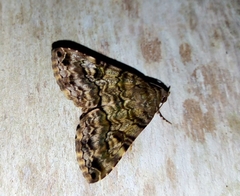 Coenipeta aniloba