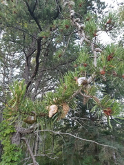 Pinus banksiana image