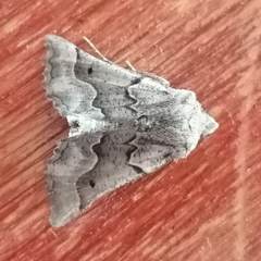 Drepanogynis figurata