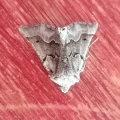 Drepanogynis figurata