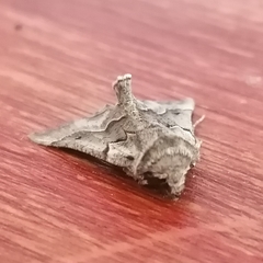 Drepanogynis figurata