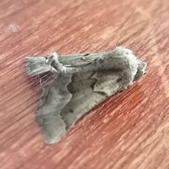 Drepanogynis figurata