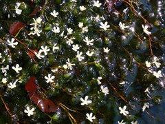Ranunculus longirostris