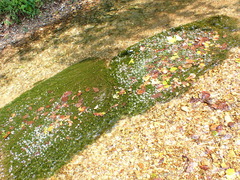 Ranunculus longirostris