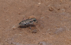 Cicindela tenuisignata