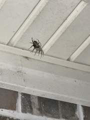 Araneus bicentenarius