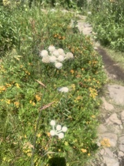 Angelica capitellata