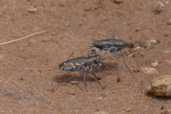 Cicindela tenuisignata