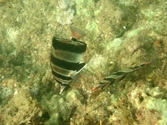 Chelmonops truncatus