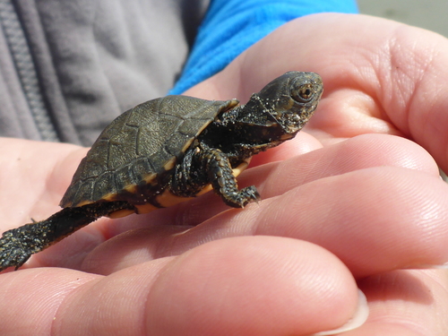 Northwestern Pond Turtle