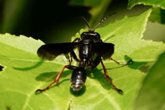Isodontia auripes