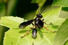 Isodontia auripes