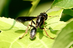 Isodontia auripes