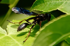 Isodontia auripes