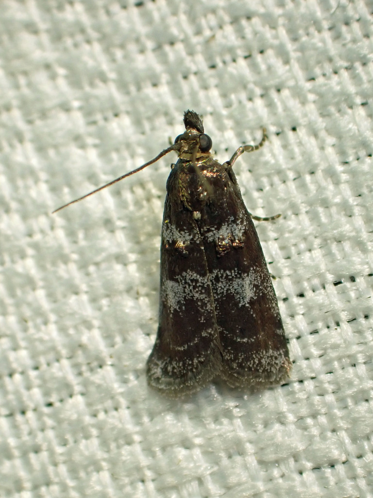 Ortholepis myricella