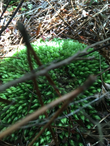 Leucobryum javense