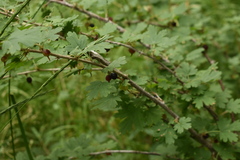 Ribes inerme
