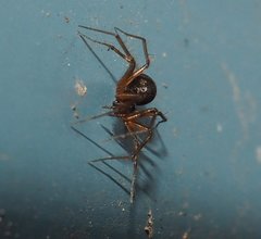 Theridiosoma