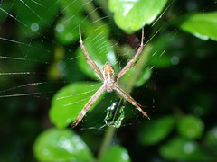 Argiope dang
