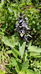 Ajuga forrestii